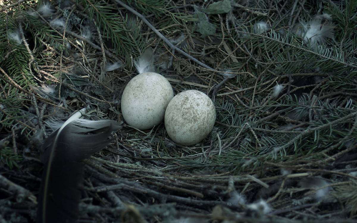 Schreiadler Eier im Nest.