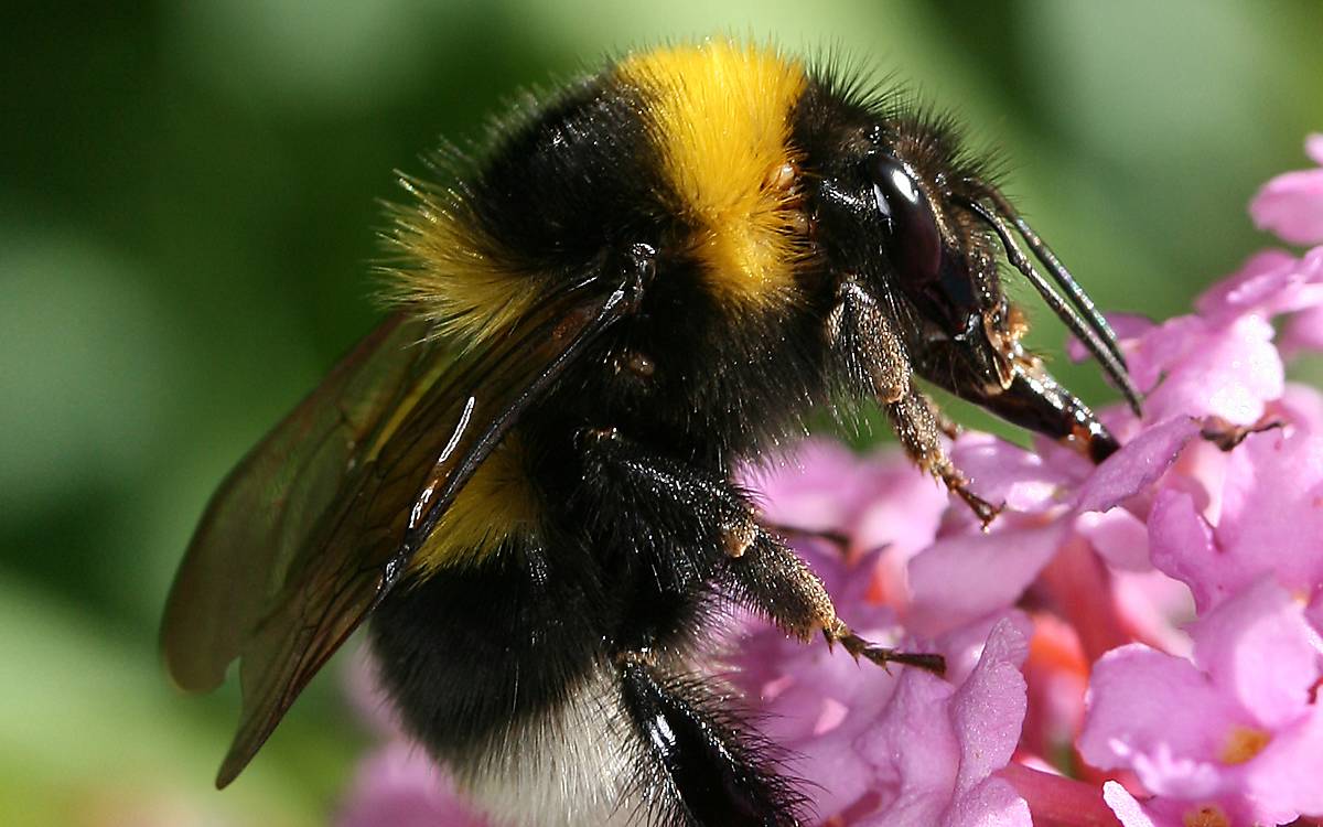 Eine Gartenhummel auf einer Blüte