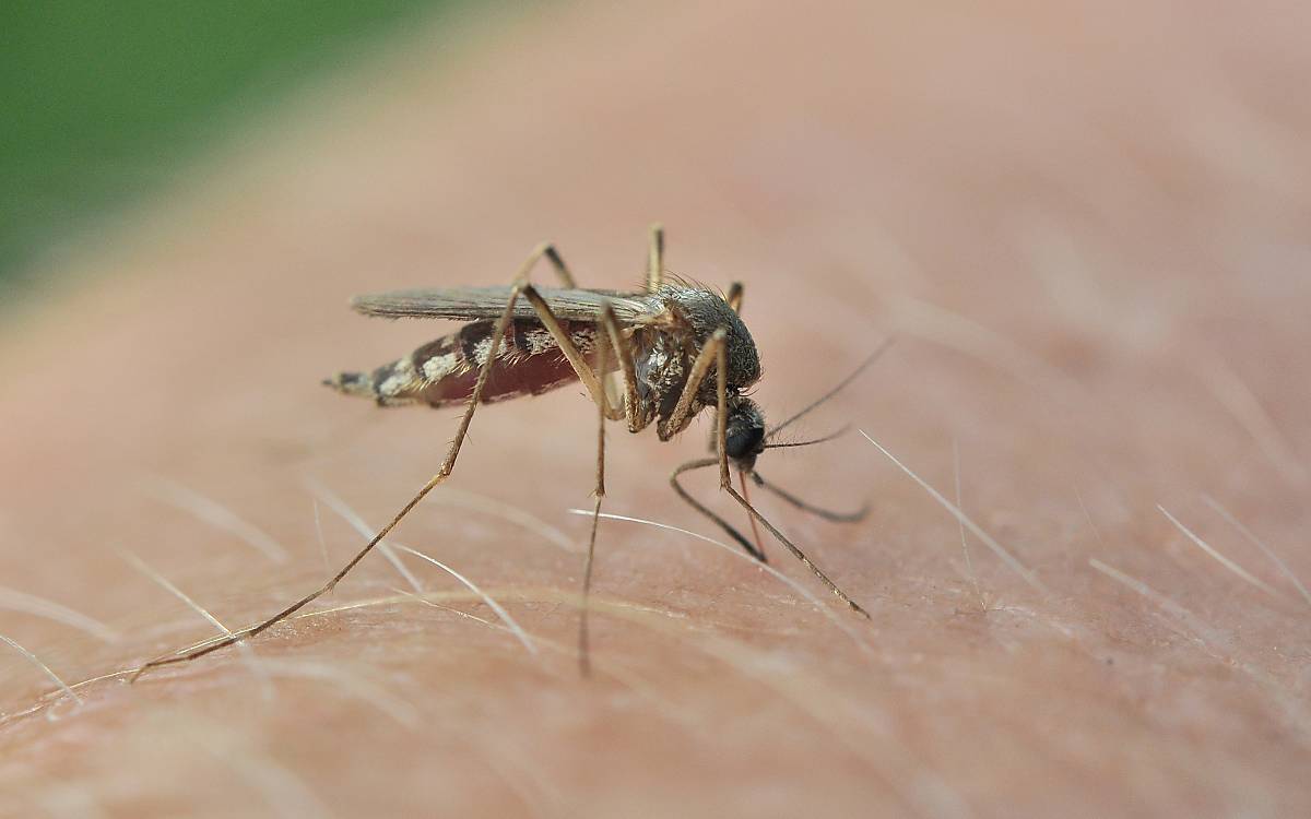 Mücke beim Stechen auf menschlicher Haut