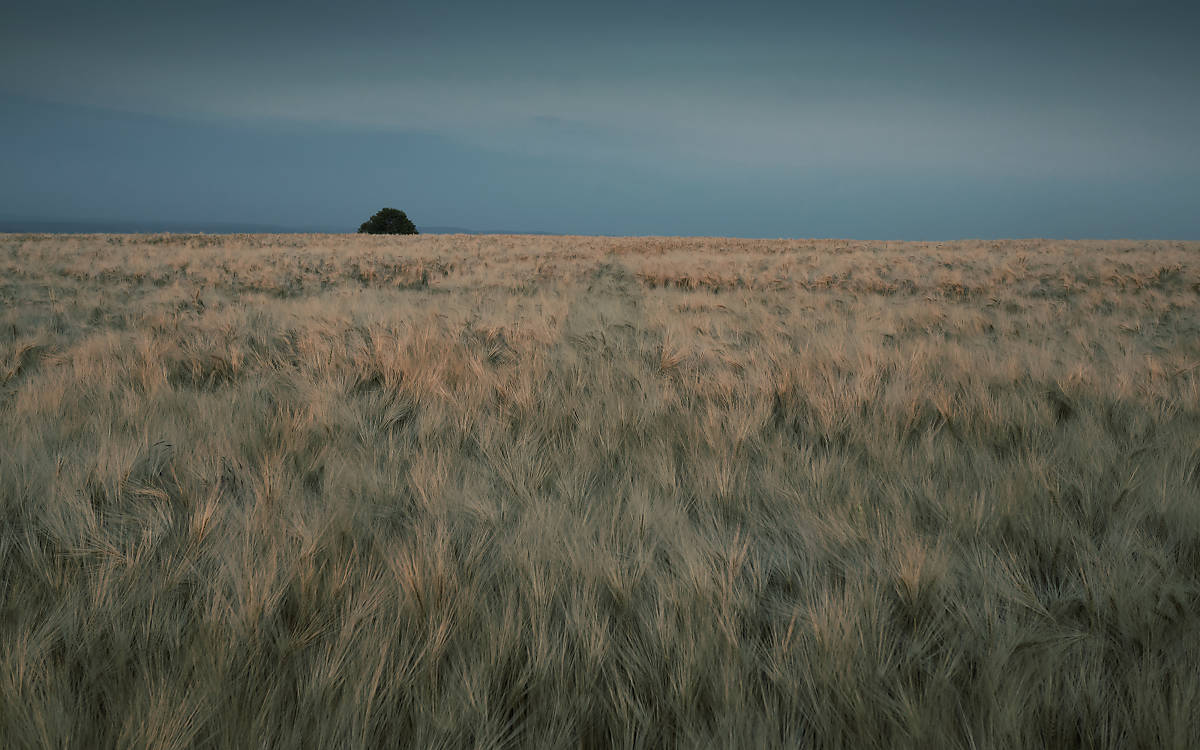 Feld vor der Ernte