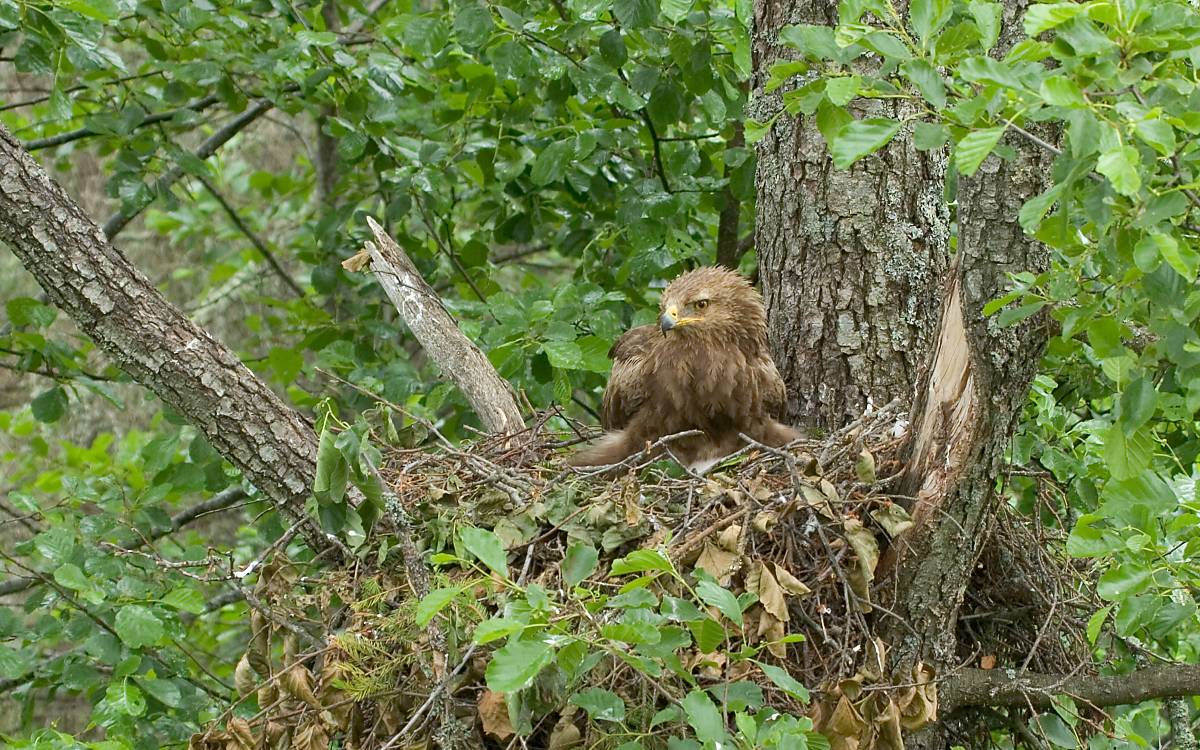 Schreiadler-Weibchen in Lettland sitzend im Nest