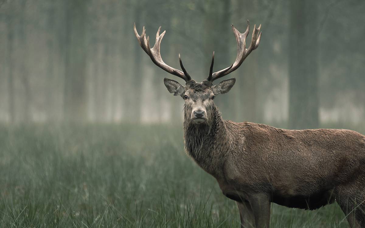 Rothirsch im Wald