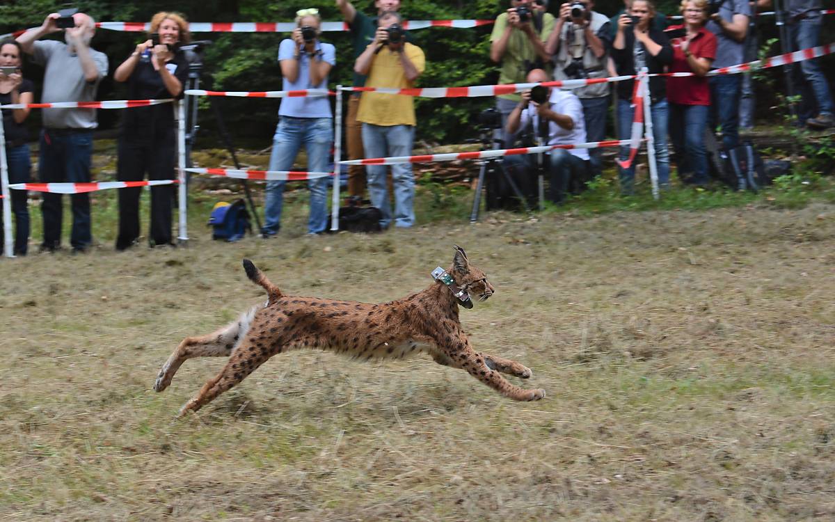 Luchs-Luna-Auswilderung-im-Pfaelzerwald