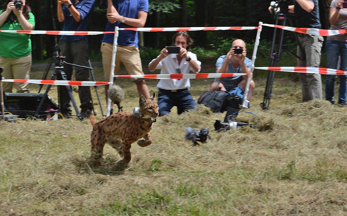 Luchs-Auswilderung