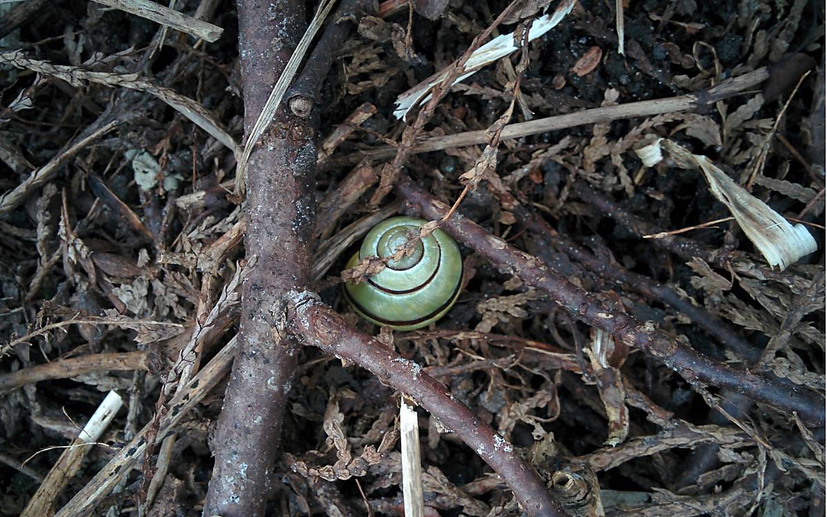 fullscreenheader_blog-gartenschnecke