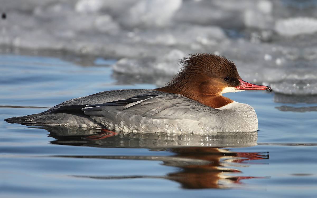 Gänsesäger mit Sägeschnabel auf Wasser