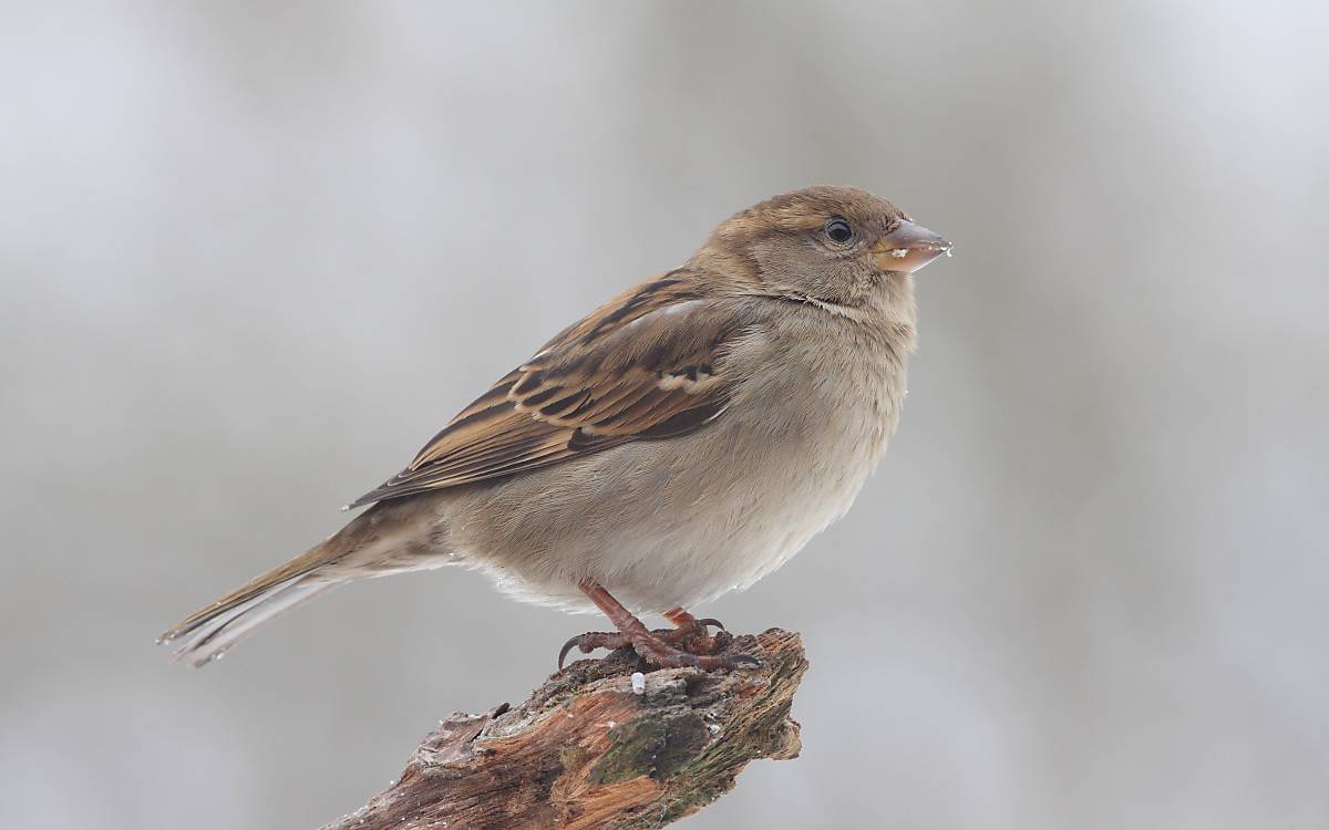 Spatz Weibchen