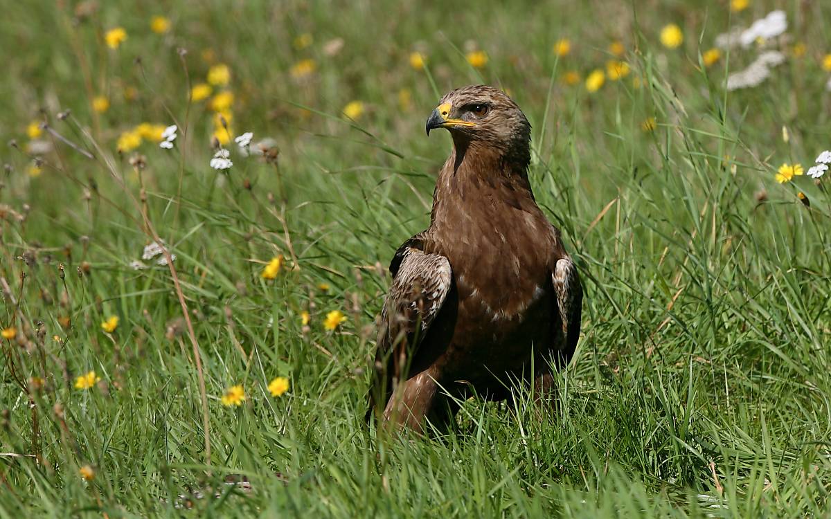 Schreiadler auf Wiese