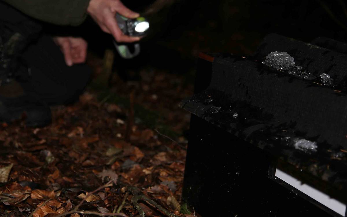 Forscherin überprüft Wildkatzenfalle