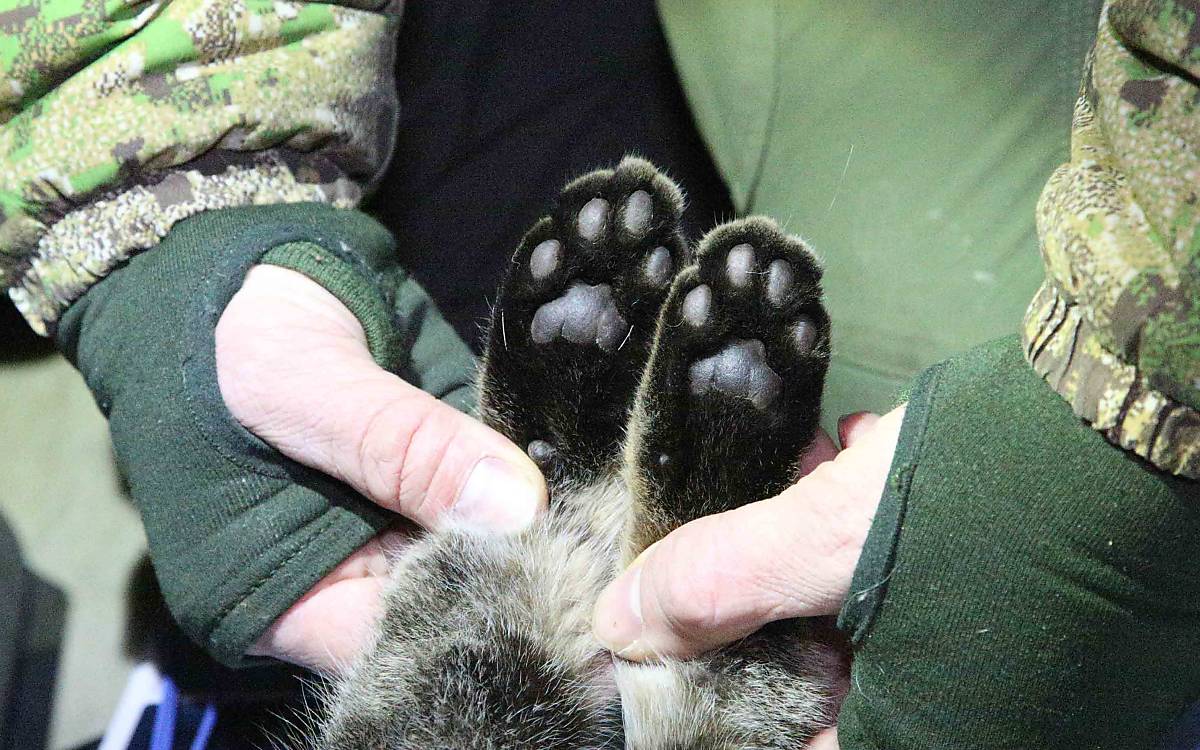 Bei einer äußerlichen Untersuchung wird nach Parasiten und Merkmalen gesucht.