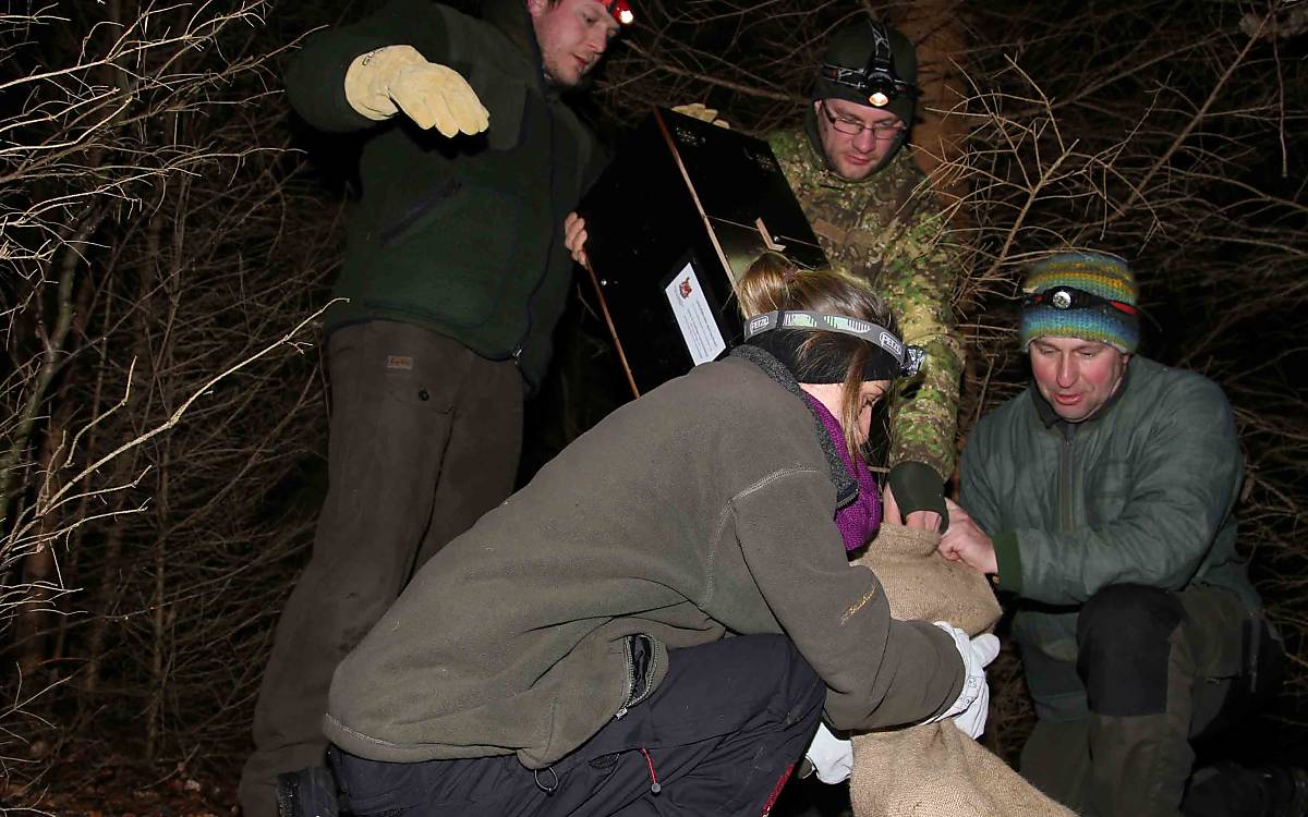 Vorsichtig wird die Wildkatze aus der Falle in einen stabilen Sack überführt.