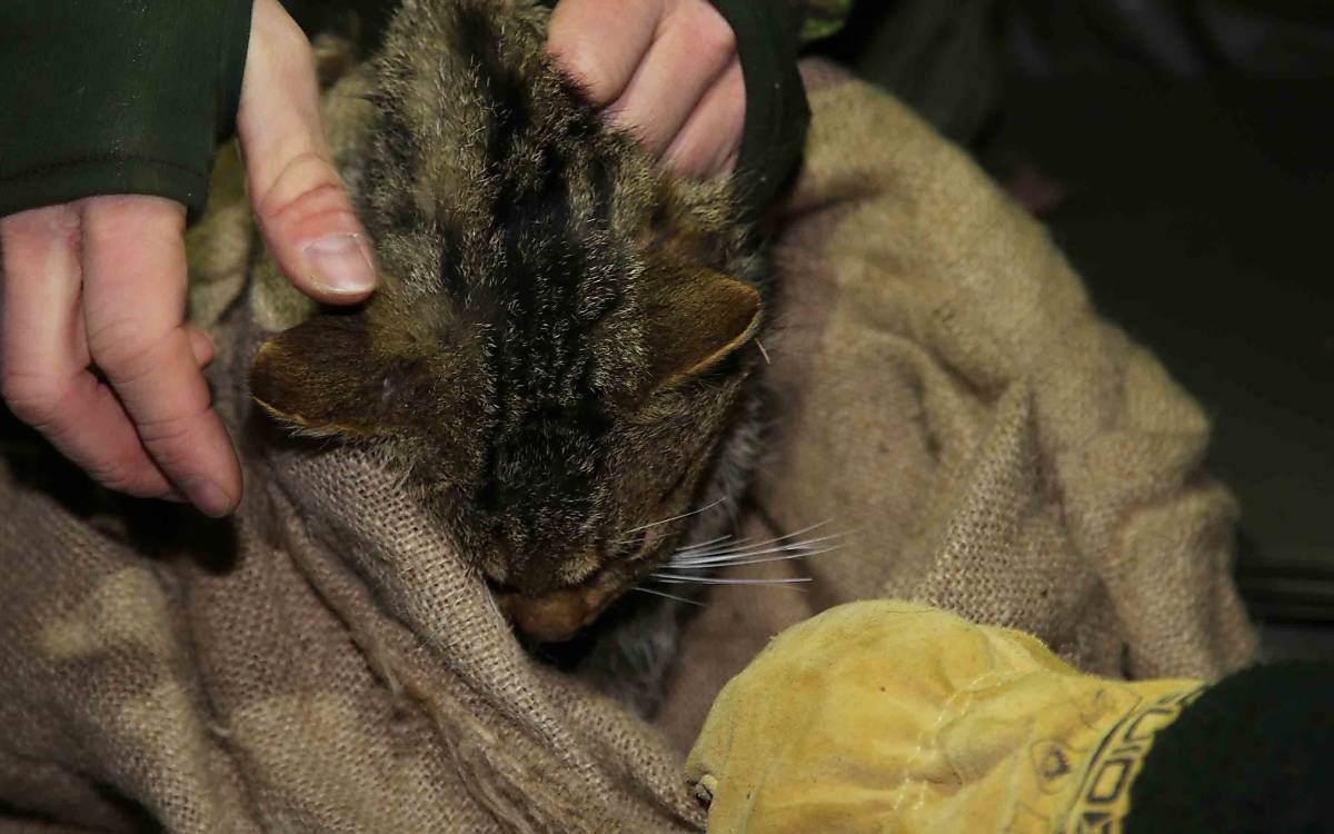 Nach einigen Minuten ist die Wildkatze im Tiefschlaf – für alle Beteiligten ist nun eine stressfreie Untersuchung möglich.