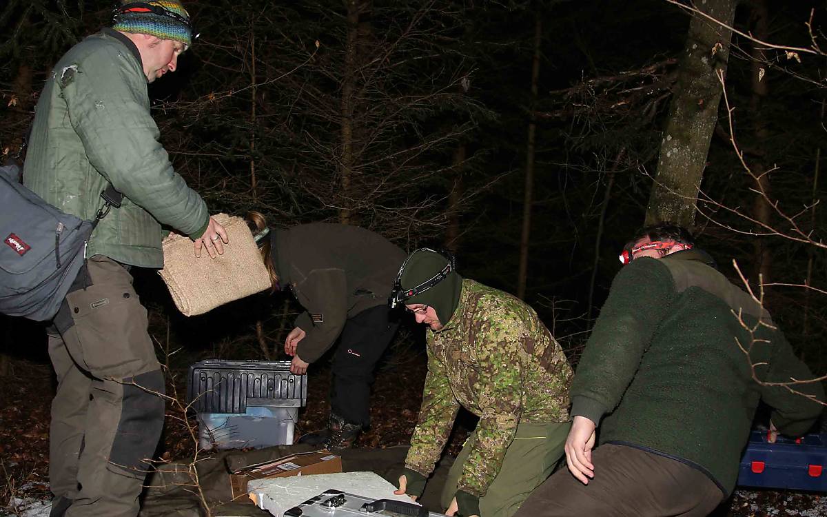 Vorbereitungen zur Untersuchung der Wildkatze werden getroffen