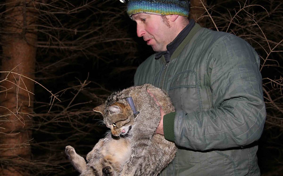 Am Ende der Behandlung wird die Wildkatze von Olaf Simon zum Aufwachen aus der Narkose noch einmal zurück in die Falle gebracht.