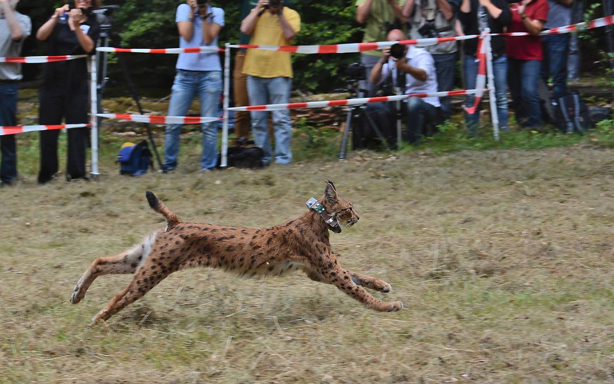 Luchs im Pfäzerwald