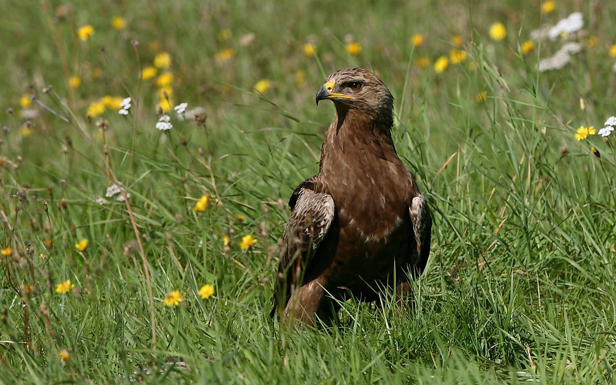 Schreiadler