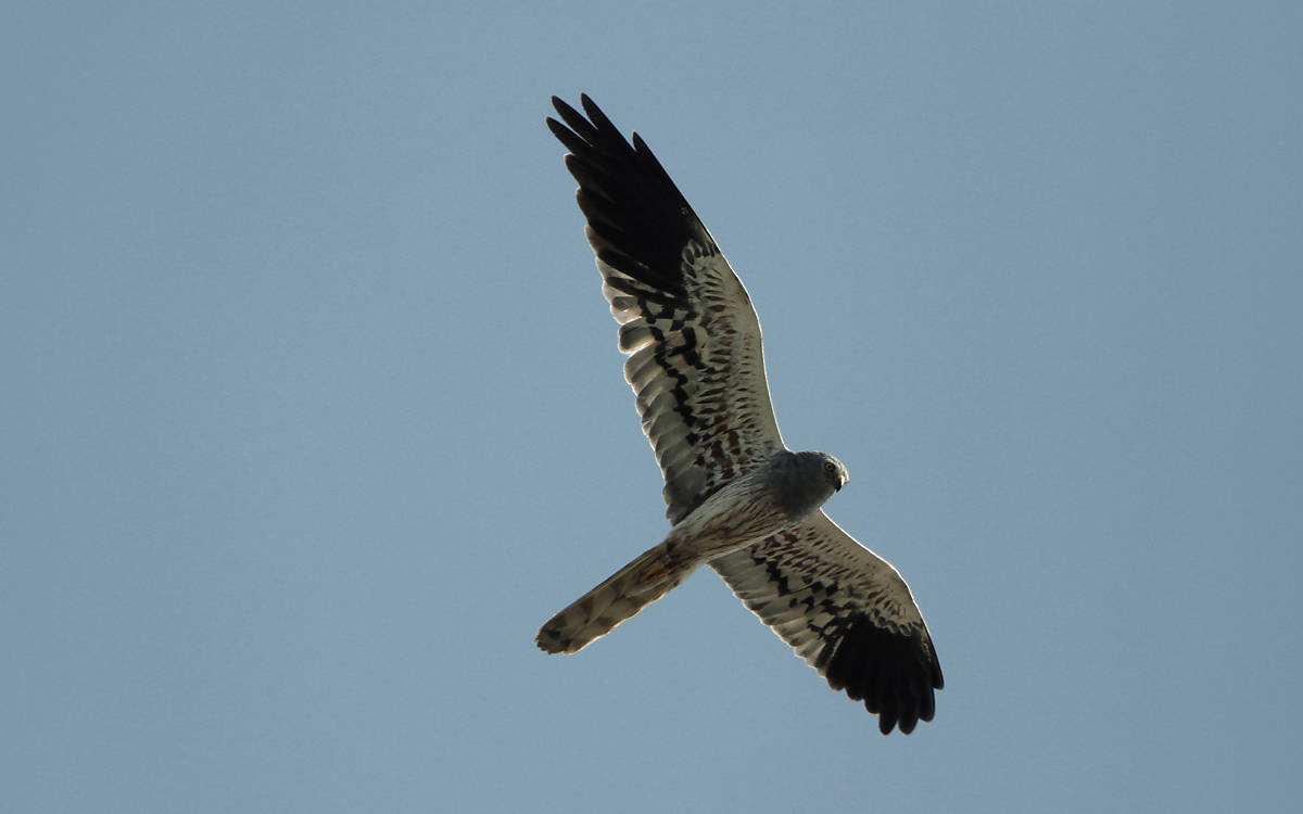 männliche Wiesenweihe im Flug