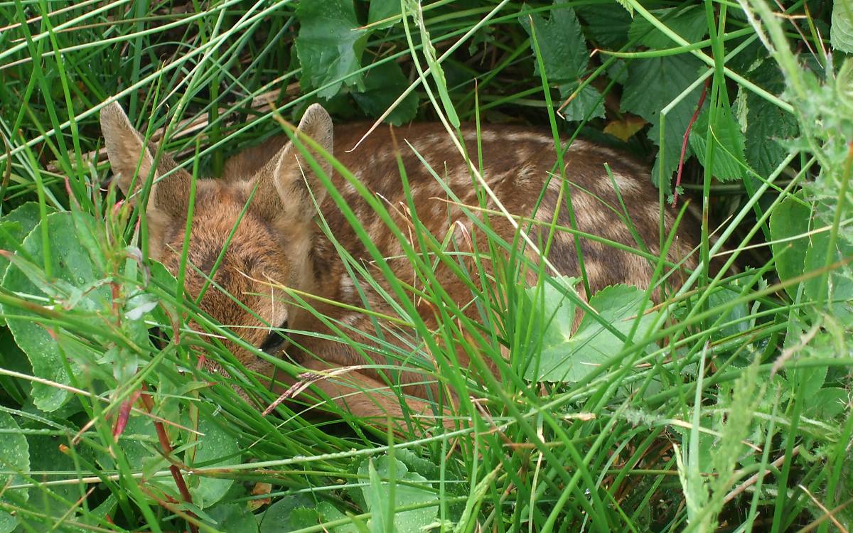 Rehkitz im Wald