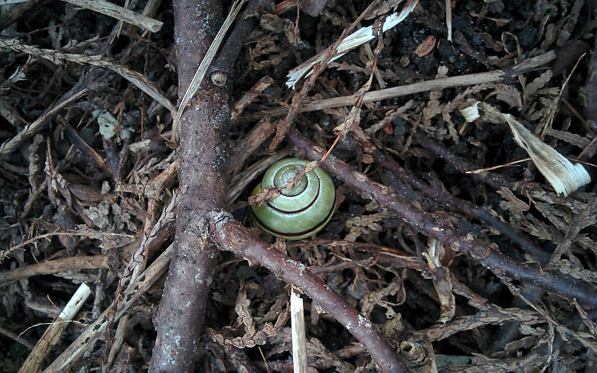 Schnecke im Garten / Deutsche Wildtier Stiftung