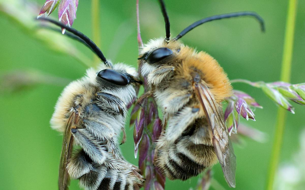 Biene Majas wilde Schwestern (Regie: Jan Haft)