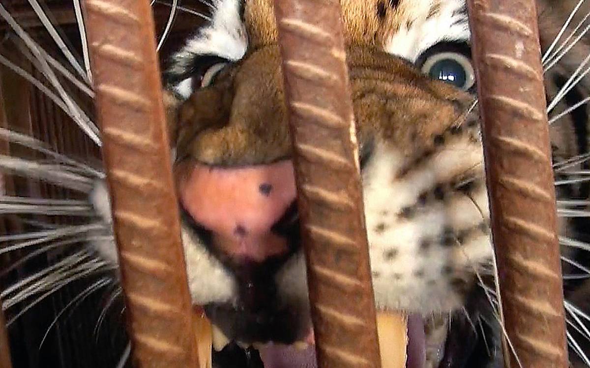 Die Tiger Mafia (Regie: Klaus Sparwasser)