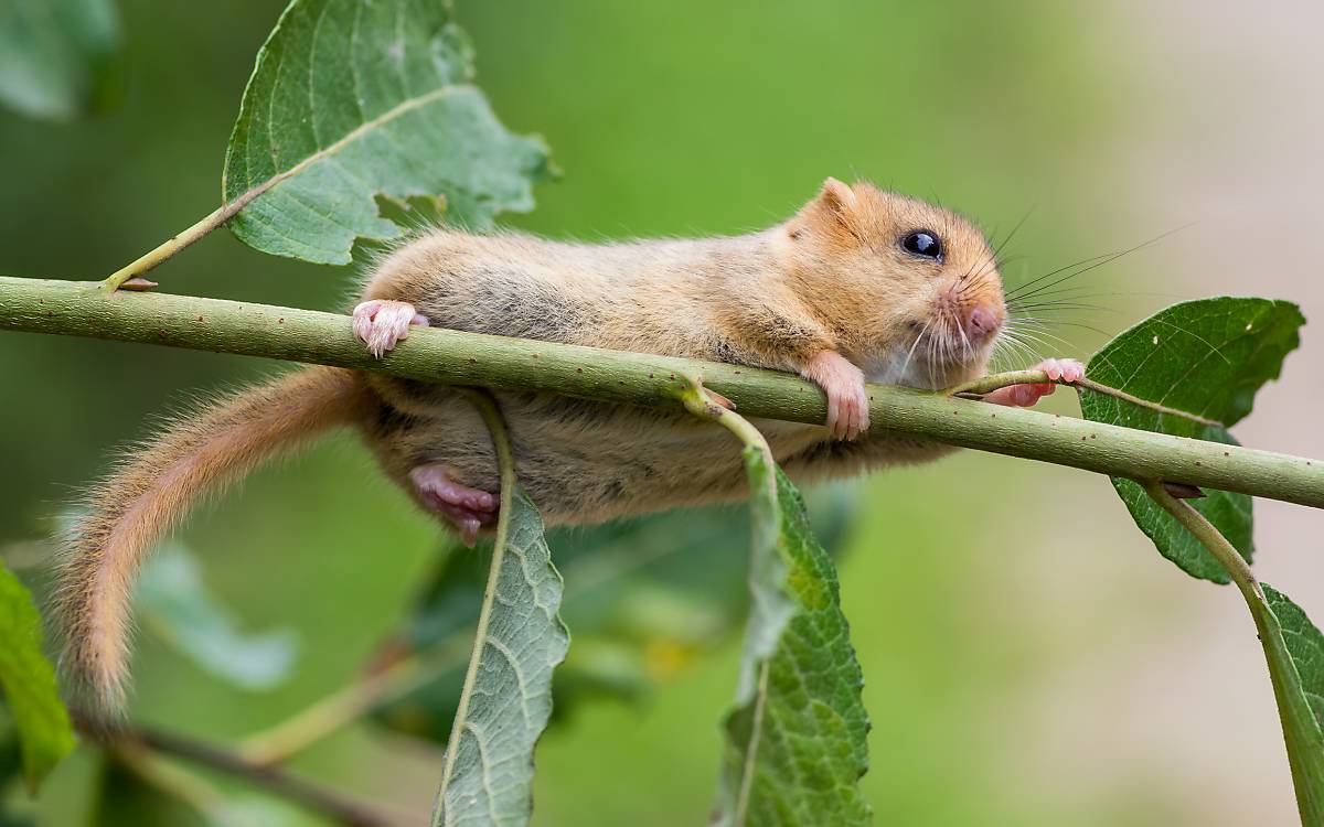 Haselmaus im Baum