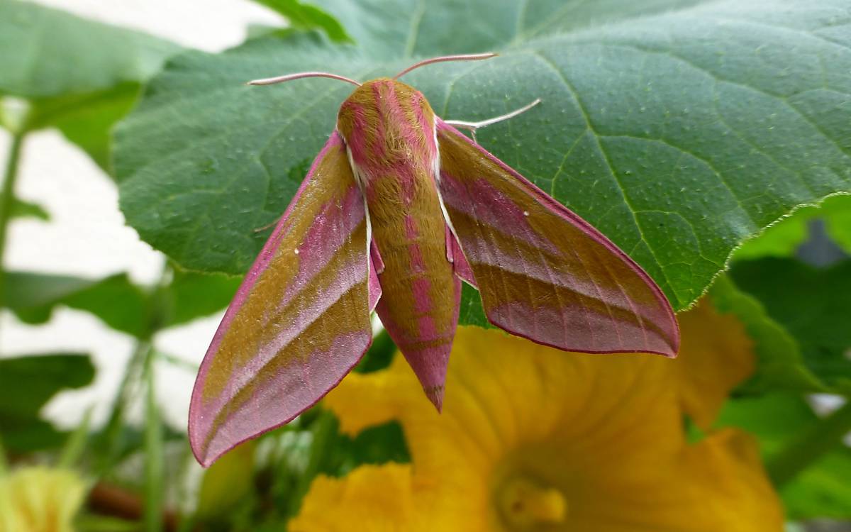 Filigran in rosa: Mittlerer Weinschwärmer