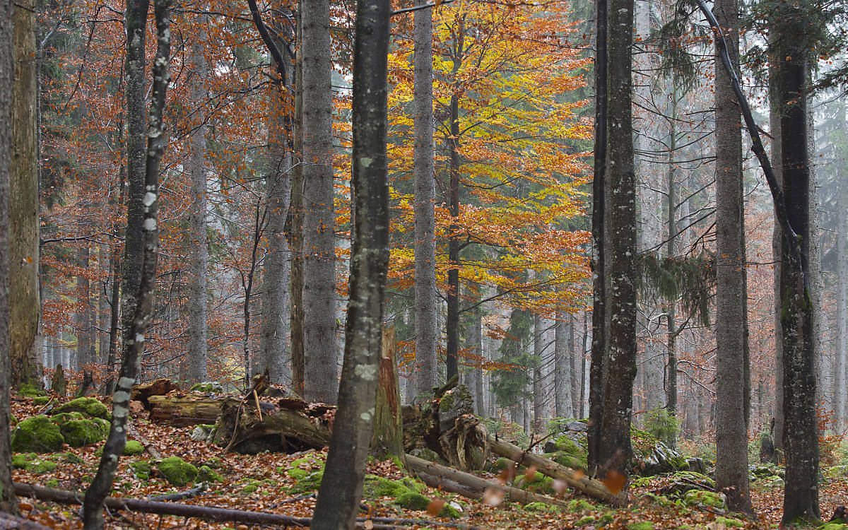 Alter Wald muss geschützt werden