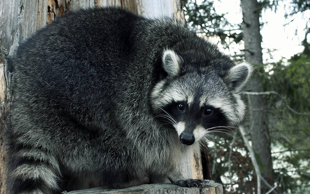 Waschbär