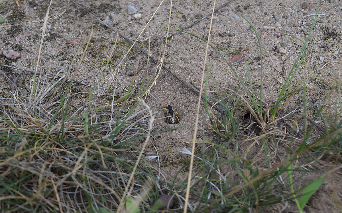 Hier kommt eine Furchenbiene aus ihrem Nest im Erdboden (Foto: Schmid-Egger)