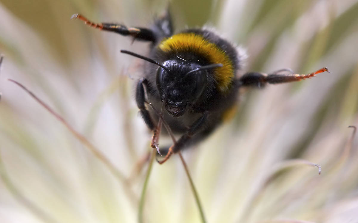 Die Hummeln fliegen los (Foto: C. Mueller, piclease)