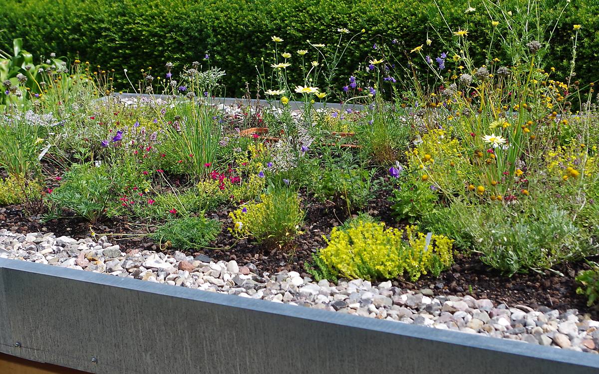 Gründach der Deutschen Wildtier Stiftung im Botanischen Sondergarten Wandsbek