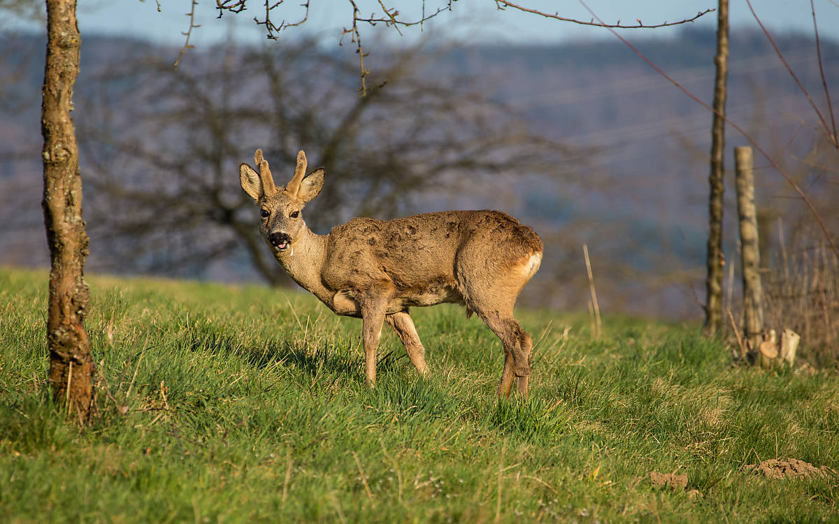 Rehbock im Bast (Foto: Herwig Winter  piclease)