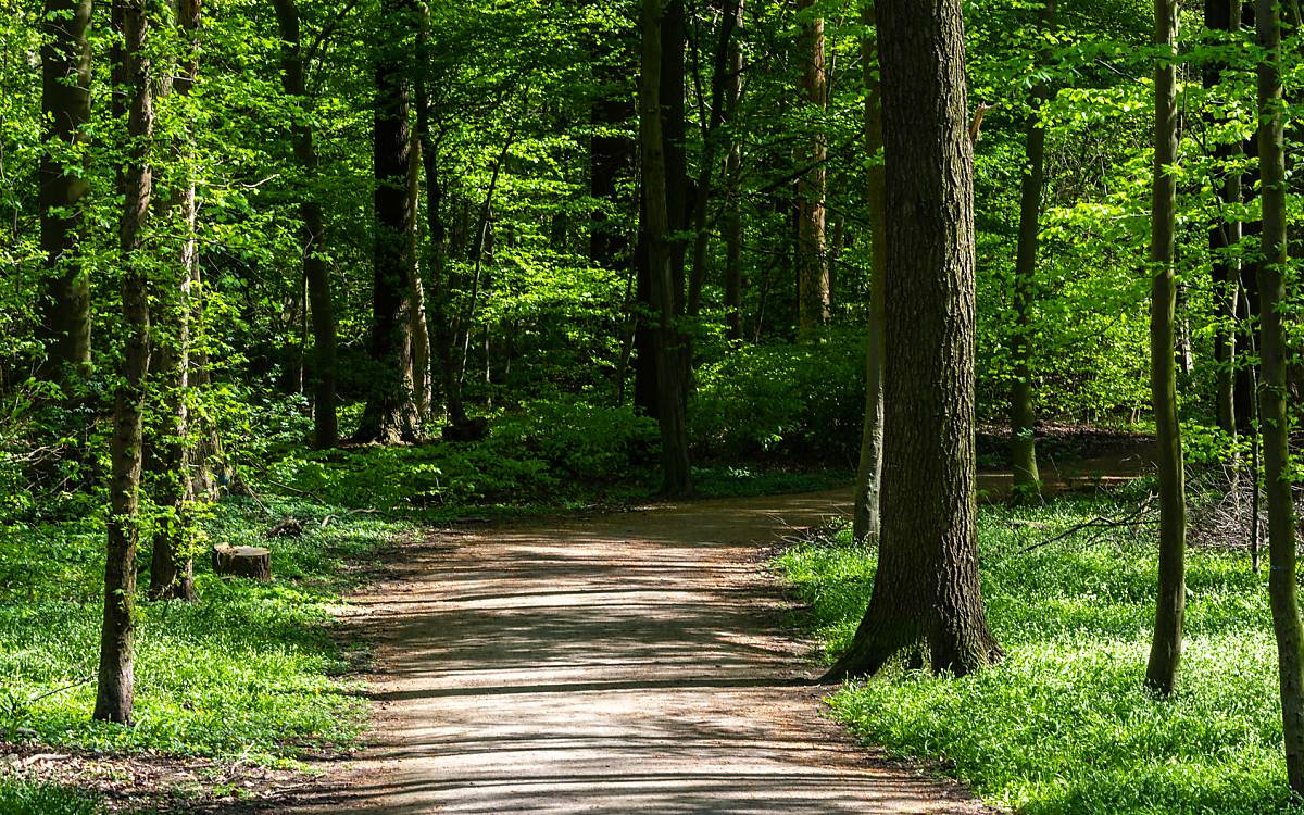 waldspaziergang-fullscreen