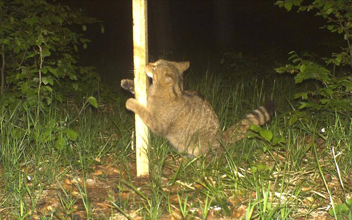 Wildkatze am Lockstock