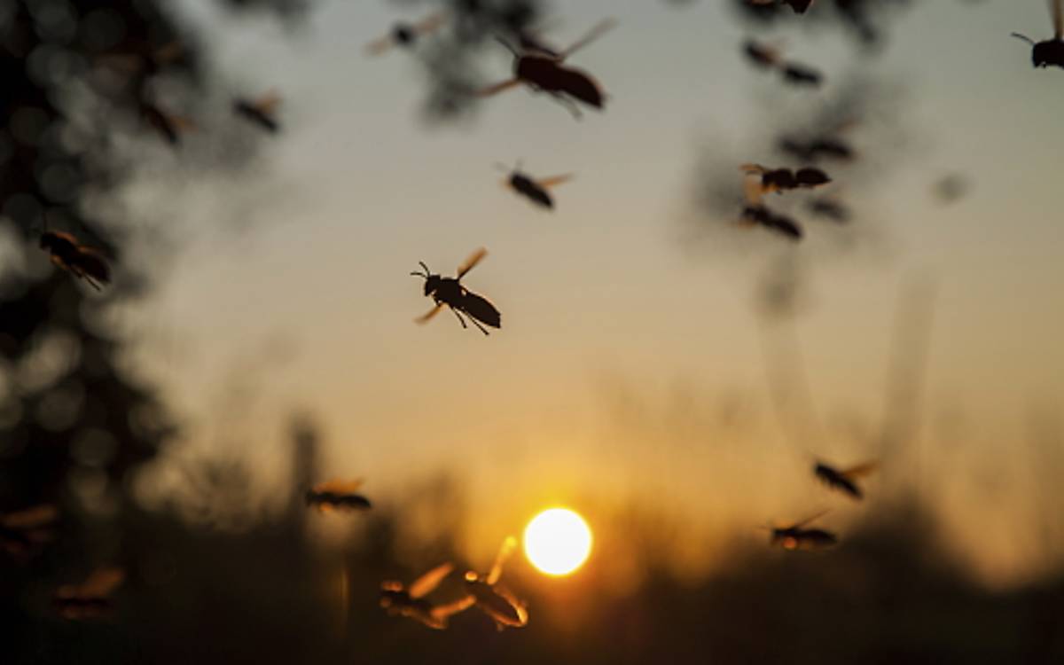 Faltenwespen fliegen bei Sonnenuntergang