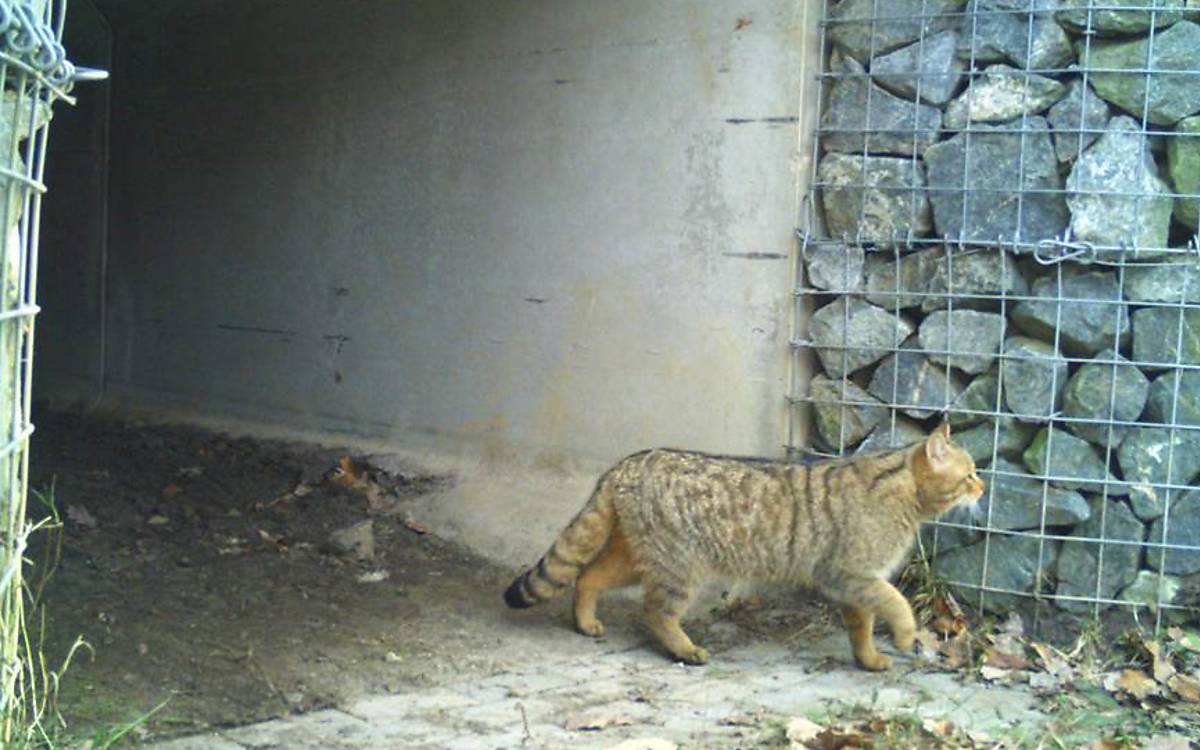 Wildkatze nutzt Querungshilfe