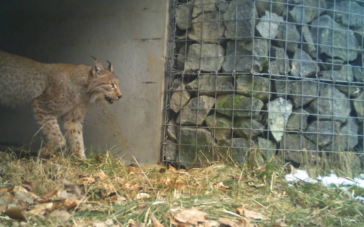 Luchs nutzt Querungshilfe