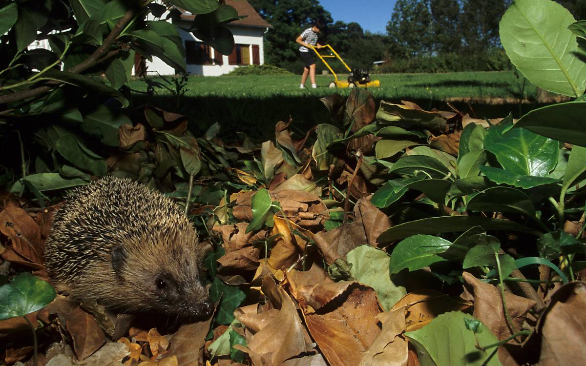 igel-sommer-4