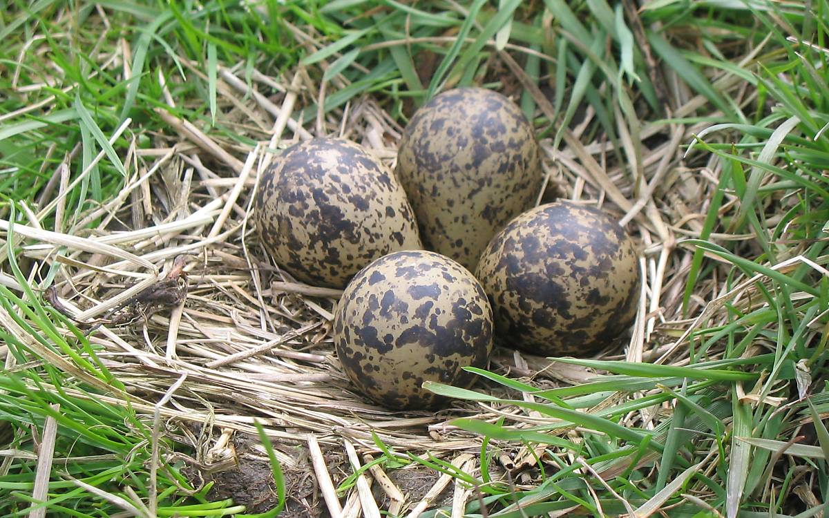 Nest eines Kiebitz am Boden