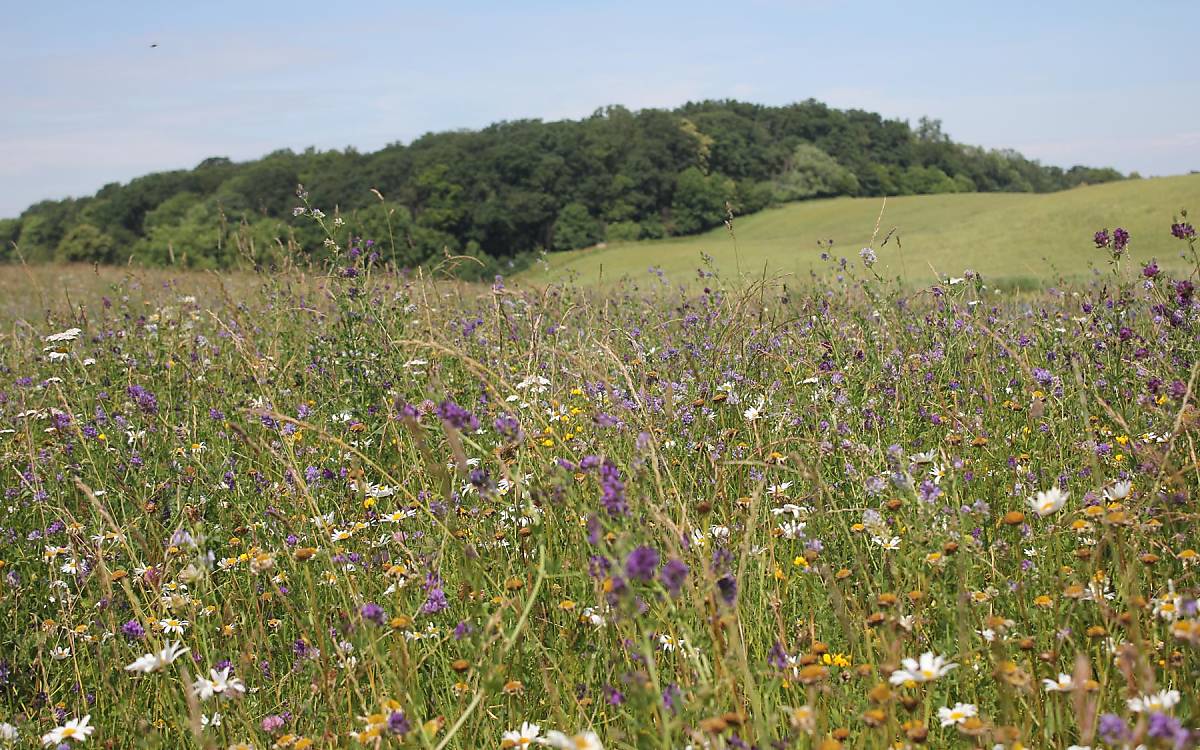 Hinterwiesenweiherwiese - Copyright M. Tetzlaff / DeWiSt