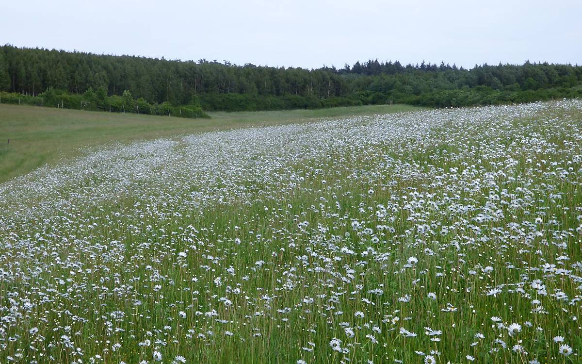 Hinterwiesenweiherwiese - Copyright M. Tetzlaff / DeWiSt
