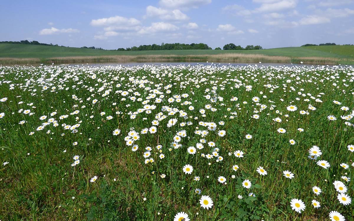 Hinterwiesenweiherwiese - Copyright M. Tetzlaff / DeWiSt