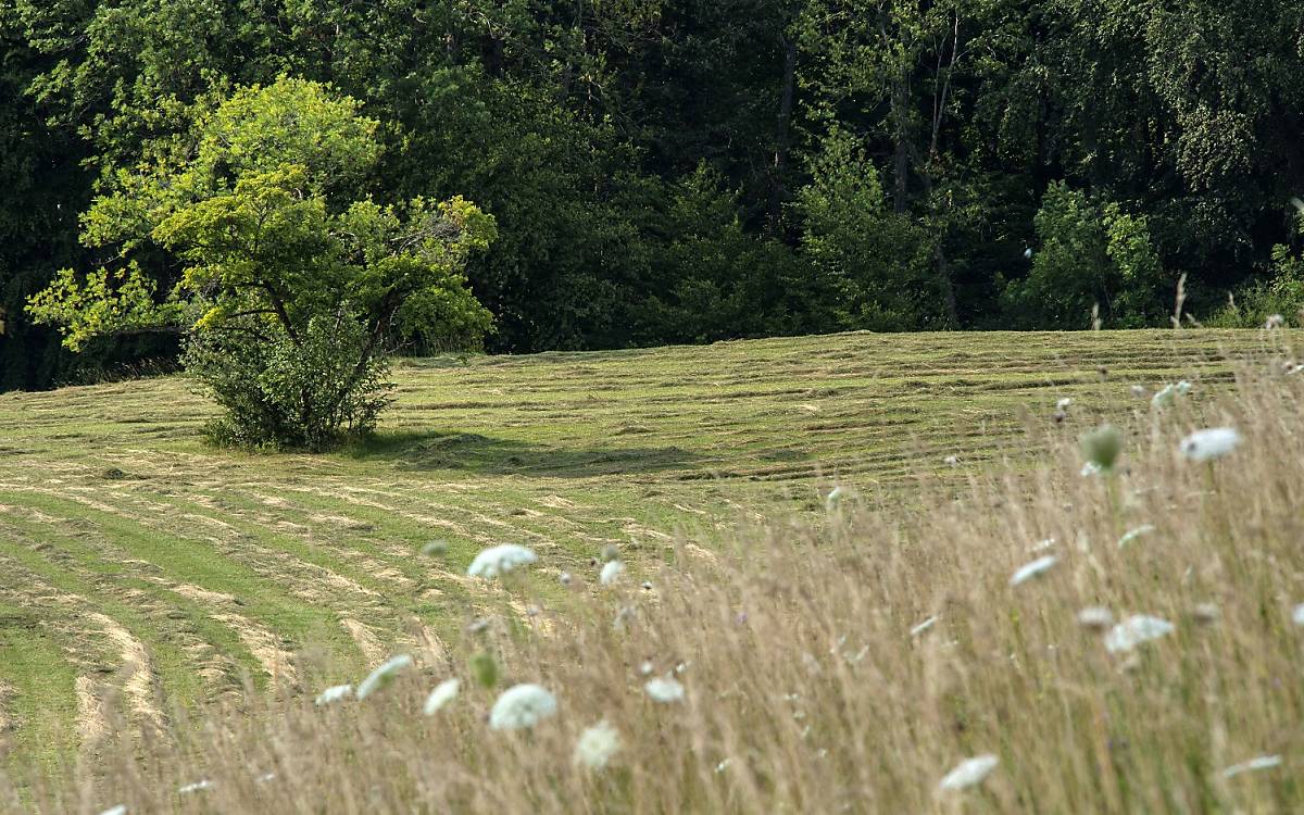 Wiese - Copyright © nautilusfilm / polyband Medien GmbH