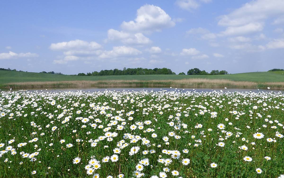 Hinterwiesenweiher (© Michael Tetzlaff)