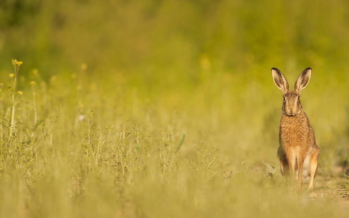 Feldhase aus Sommerwiese (imageBROKER - Arco Images GmbH)