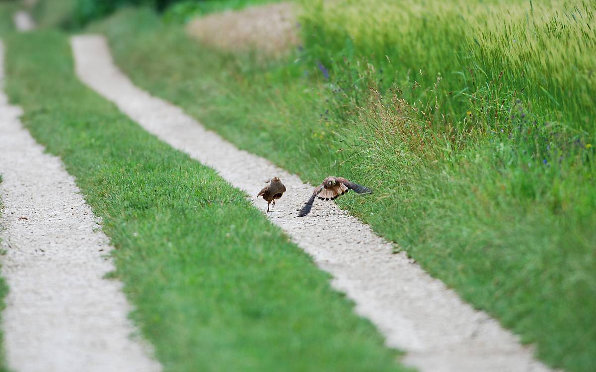 Rebhahn schlägt Turmfalke in die Flucht (Foto: Markus Jenny)