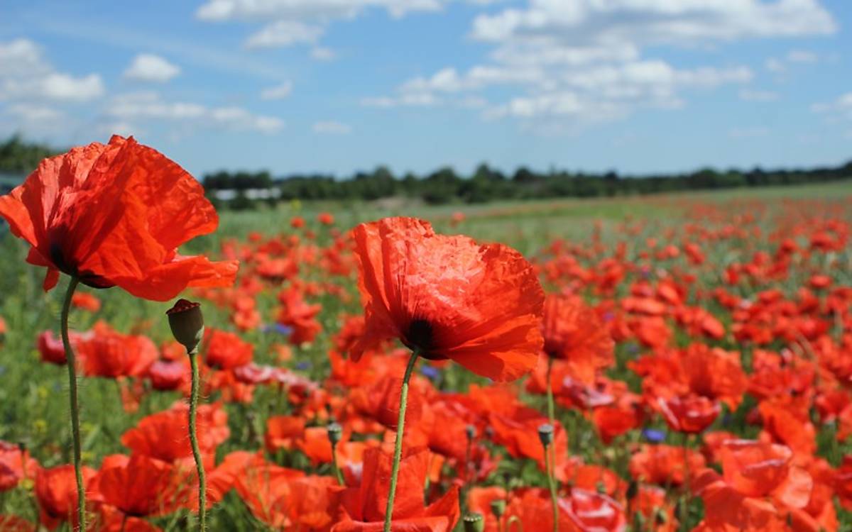 Wildblumenwiese