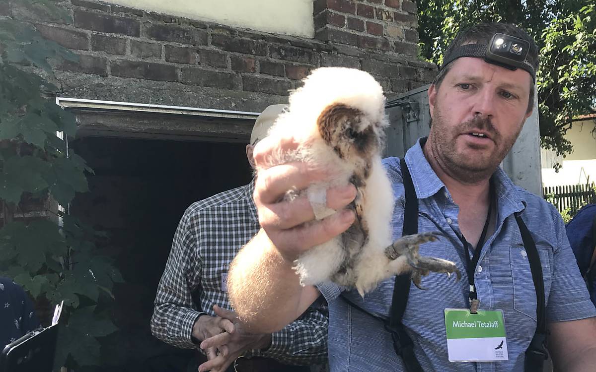 Ornithologe Michael Tetzlaff zeigt ein Schleiereulenküken. Foto: Birgit Kranzl