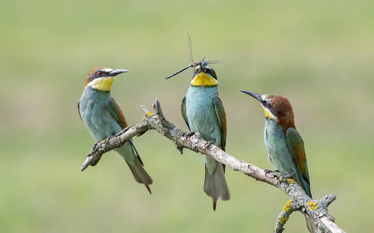 Drei Bienenfresser mit Libelle. Insekten sind Nahrungsgrundlage verschiedenster Tierarten.